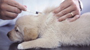 Вакцинация кошек и собак. Схемы вакцинации.